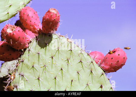 Agosto 1997 Oaxaca Messico api sul frutto di cactus James Sturcke Foto Stock