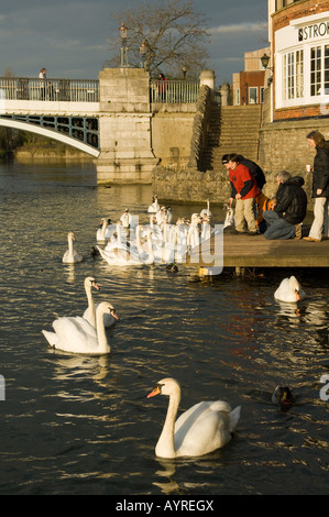 Alimentazione di cigni sul Fiume Tamigi tra Windsor e Eton Berkshire Foto Stock