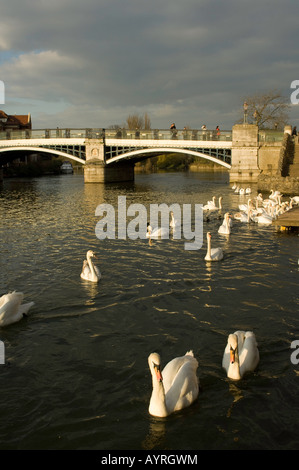 Alimentazione di cigni sul Fiume Tamigi tra Windsor e Eton Foto Stock