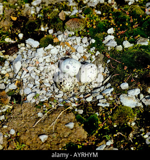 Eurasian Oystercatcher (Haematopus ostralegus) uova, costa del Mare del Nord, Wattenmeer National Park, Germania, Europa Foto Stock