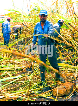 Taglio a mano la canna da zucchero - Maurizio Foto Stock