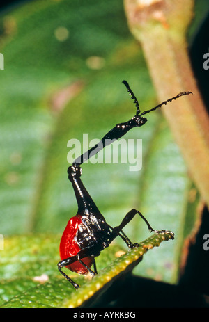 Giraffa maschio curculione (Trachelophorus giraffa) Ranomafana, Madagascar Foto Stock