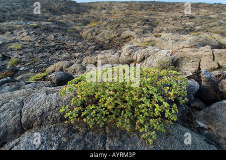 (Euforbia Euphorbia sp.) crescente sul campo lavico, Sombrero Chino, Galapagos Foto Stock