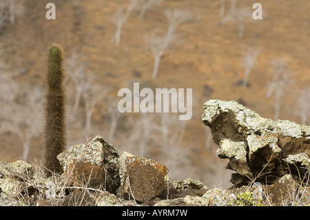 Cactus di lava (Brachycereus nesioticus) cresce tra le rocce coperte di licheni, palo santo (Bursera graveolens) Contesto Foto Stock