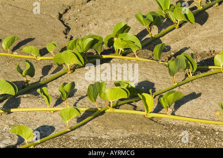 Gloria di mattina spiaggia Ipomoea pes caprae Dragon Colle Santa Cruz Galapagos Ecuador America del Sud Foto Stock