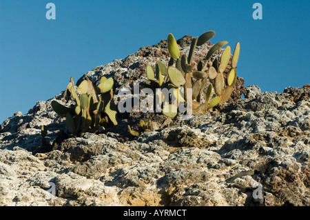 Giant di fico d'India (Opuntia insularis) crescere su Las Isole Marielas Elizabeth Bay Isabela Galapagos Ecuador America del Sud Foto Stock