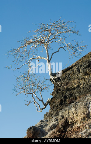 Palo Santo Bursera graveolens alberi che crescono su una consolidata di ceneri vulcaniche Las Marielas Isola Elizabeth Bay Isabela Galapagos Foto Stock