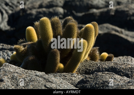 Cactus di lava (Brachycereus nesioticus) cresce su brulle campo di lava Punta Espinosa Fernandina Island Galapagos Ecuador Foto Stock