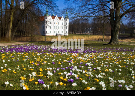 Fioritura di crochi giardini del bianco castello moated in Ahrensburg, Schleswig-Holstein, Germania Foto Stock