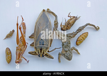 Deep-rana fritte, acqua bug, Cicala, grasshopper e vermi, delicatezze tailandesi, Thailandia, Sud-est asiatico Foto Stock
