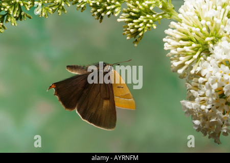 Brown Hairstreak butterfly (Thecla betulae) Foto Stock