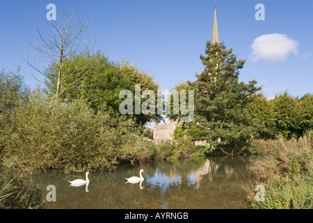 Cigni sul Fiume Windrush nuoto passato la chiesa parrocchiale di San Giovanni Battista in Cotswold città di Burford, Oxfordshire Foto Stock