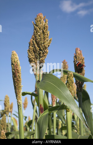 Close up di semi di sorgo di testa contro il cielo blu con Red Admiral butterfly, Rendlesham, Suffolk, Inghilterra - Settembre 2006 Foto Stock