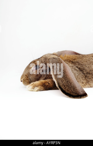 Fienile di coniglio, Deutscher Riese razza (leporidi) Foto Stock