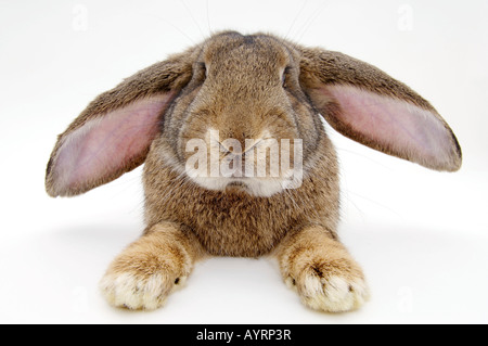 Fienile di coniglio, Deutscher Riese razza (leporidi) Foto Stock
