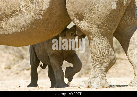 Rinoceronte bianco o piazza a labbro (Rhino Ceratotherium simum), quattro giorni di assistenza infermieristica di vitello da sua madre, Okapuka Ranch, Namibi Foto Stock