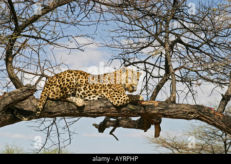 Leopard (Panthera pardus) posa su un ramo di un albero, Namibia, Africa Foto Stock