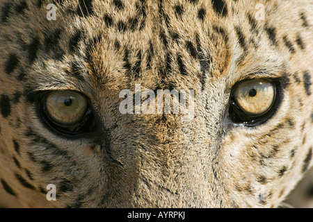 Leopard (Panthera pardus), gli occhi e il viso, Namibia, Africa Foto Stock