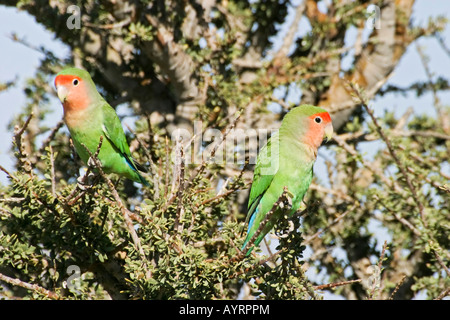 Peach-fronte o roseo-di fronte Innamorati (Agapornis roseicollis), Kaokoveld, Namibia, Africa Foto Stock