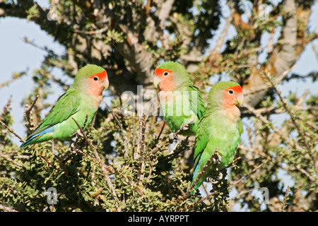 Peach-fronte o roseo-di fronte Innamorati (Agapornis roseicollis), Kaokoveld, Namibia, Africa Foto Stock