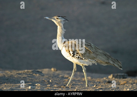 Kori Bustard (Ardeotis kori), il Parco Nazionale di Etosha, Namibia, Africa Foto Stock