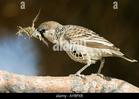 Socievole Weaver (Philetairus socius) con l'erba nel becco per costruire il suo nido, il Parco Nazionale di Etosha, Namibia, Africa Foto Stock