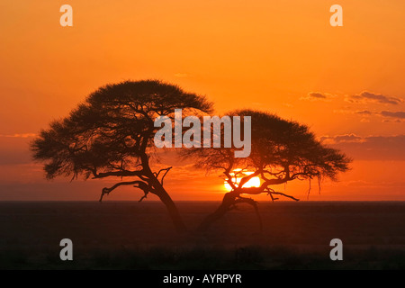 Umbrella Thorn acacia (acacia tortilis) all'alba nel Parco Nazionale Etosha, Namibia, Africa Foto Stock