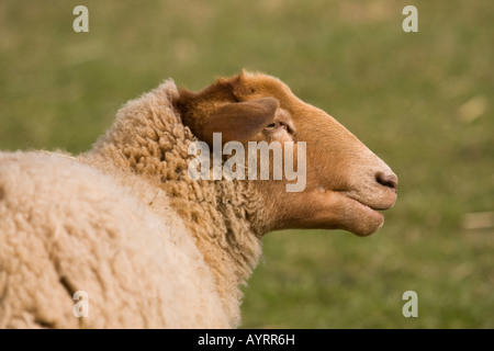 Coburger Fuchsschaf o Coburg pecore di razza degli animali domestici delle specie ovina (Ovis aries) Foto Stock