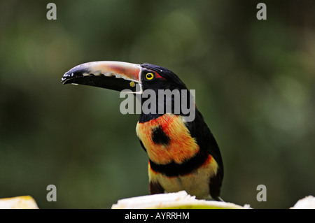 Aracari a collare (Pteroglossus torquatus) Foto Stock