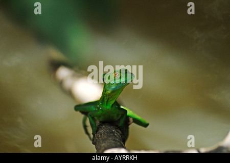 Basiliscus in Costa Rica, America Centrale Foto Stock