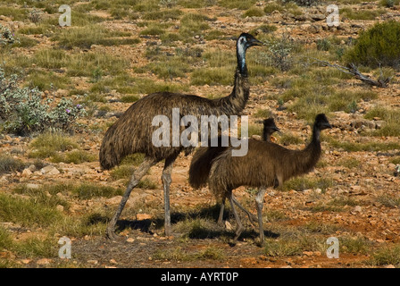 L'Emu con i pulcini (Dromaius novaehollandiae), Australia occidentale, Australia Foto Stock