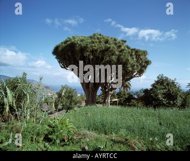 Dragos Gemelos, Zwillingsdrachenbaeume, Drachenbaum, Brena Alta, La Palma, Kanarische isole Foto Stock