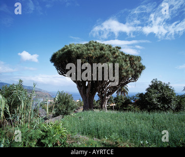 Dragos Gemelos, Zwillingsdrachenbaeume, Drachenbaum, Brena Alta, La Palma, Kanarische isole Foto Stock