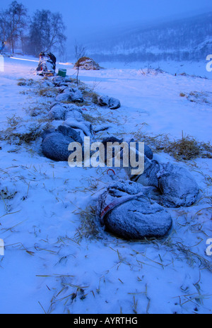 Coperte di neve slitta trainata da cani team (slitte trainate da cani) all'alba, Finnmark, Norvegia e Scandinavia Foto Stock