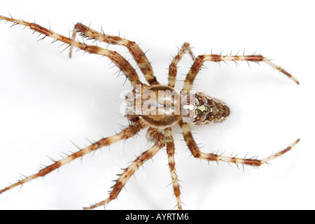 Giardino spider o croce spider Araneus diadematus Foto Stock