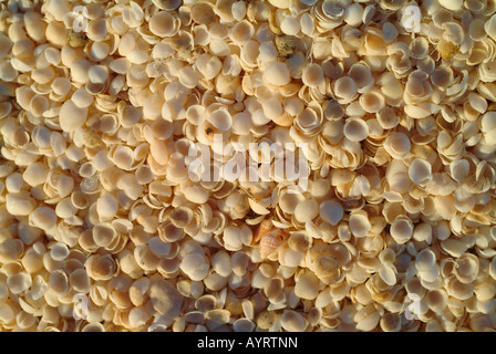 Conchiglie bianche, Shell Beach, Australia occidentale, Australia Foto Stock