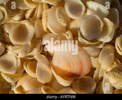 Conchiglie bianche, Shell Beach, Australia occidentale, Australia Foto Stock