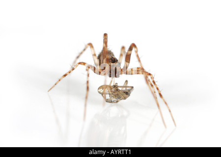 Ero furcata, un pirata spider che invade altri ragni reti e li hanno come loro preda. Foto Stock