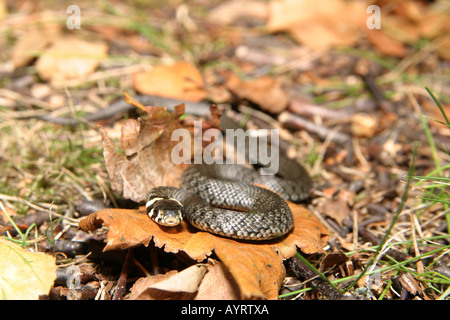 Biscia Natrix natrix kid sul terreno Foto Stock