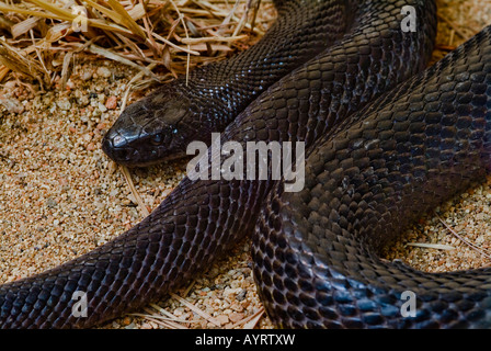 Taipan (Oxyuranus scutellatus), serpenti velenosi, Territorio del Nord, l'Australia Foto Stock