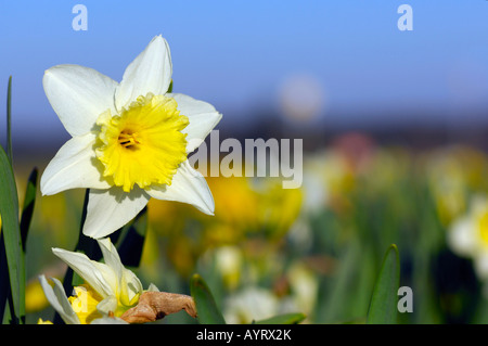 Daffodil (Narcissus pseudonarcissus) Foto Stock