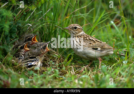 (Woodlark Lullula arborea), Lark famiglia, giovani nel nido Foto Stock