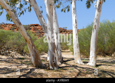 Gruppo di alberi di eucalipto che crescono in un secche alveo del fiume Murchison, Kalbarri National Park, Australia occidentale, Australia Foto Stock