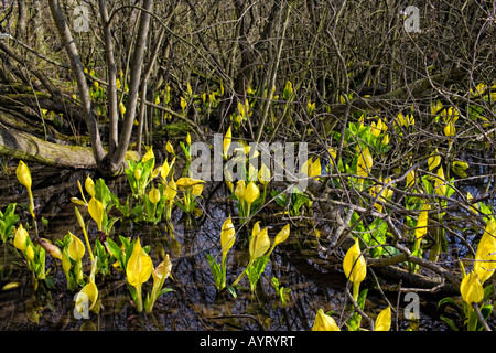 Lysichiton americanus, Western Skunk cavolo Foto Stock