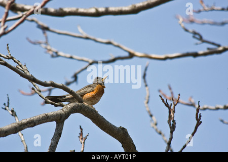 American Robin Turdus migratorius un bellissimo uccello immagini foto grandi ad alta risoluzione orizzontale negli Stati Uniti ad alta risoluzione Foto Stock