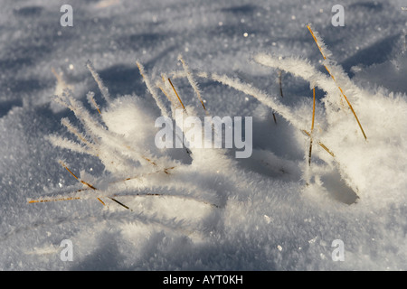 La brina e il ghiaccio-pale coperte di erba Foto Stock