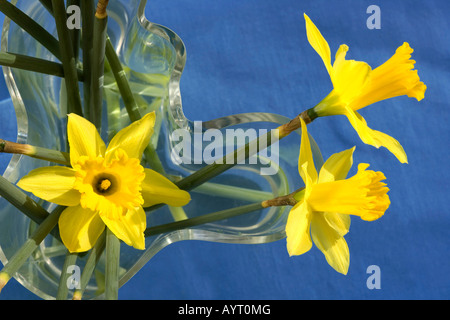 Giunchiglie (Narcissus) in un vaso di vetro Foto Stock