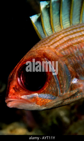 Squirrelfish (Holocentrus adscensionis), Caraibi Foto Stock