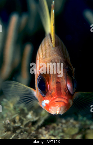 Squirrelfish (Holocentrus adscensionis), Caraibi Foto Stock