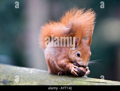 Eurasian Red scoiattolo (Sciurus vulgaris) alimentazione su una nocciola, Hesse, Germania Foto Stock